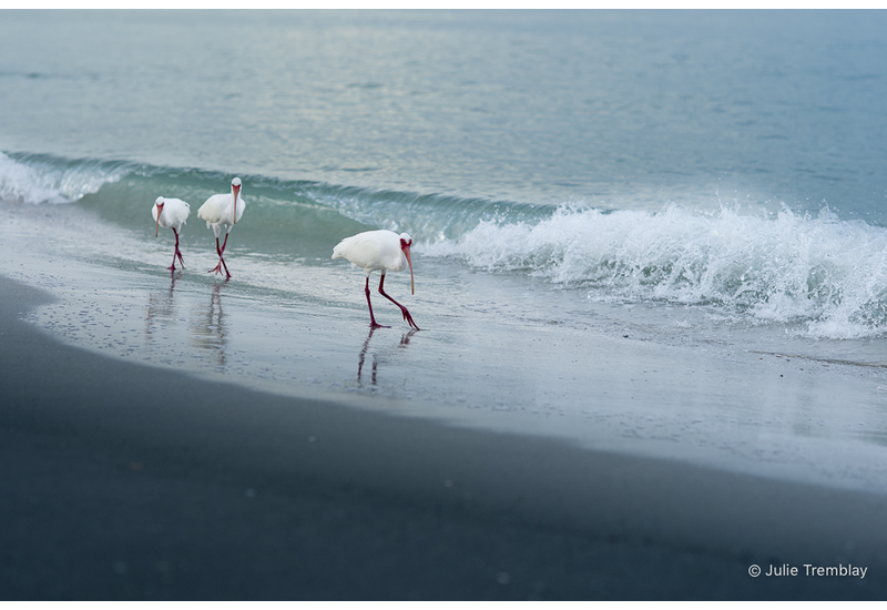 3 Ibis
