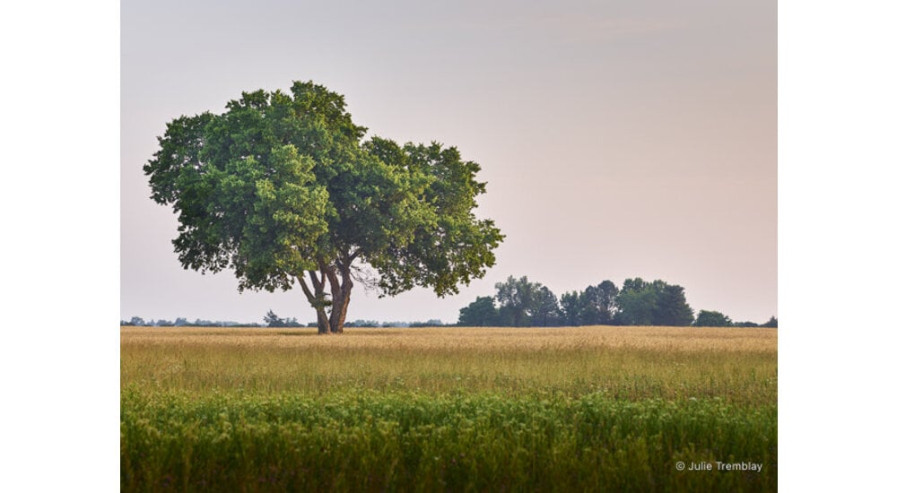 Most Popular/ stock items OH Tree