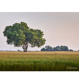 Most Popular/ stock items OH Tree