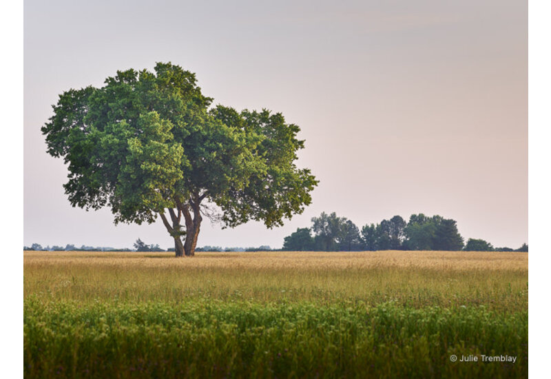 Most Popular/ stock items OH Tree