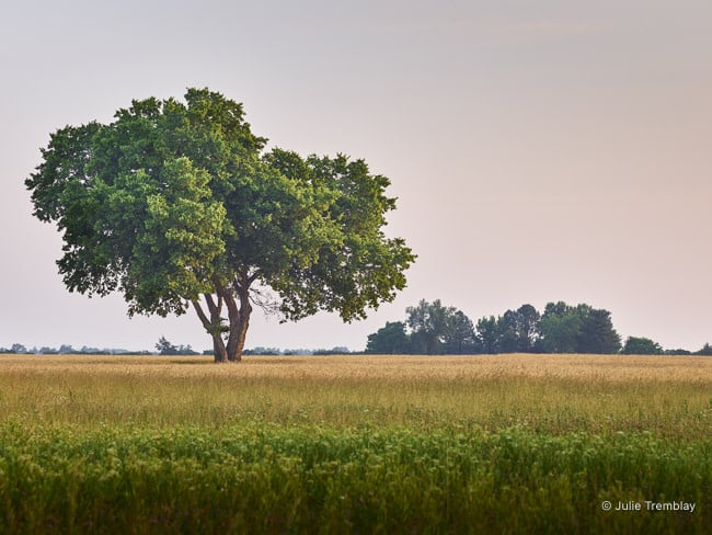 Most Popular/ stock items OH Tree