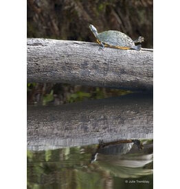 Most Popular/ stock items Turtle