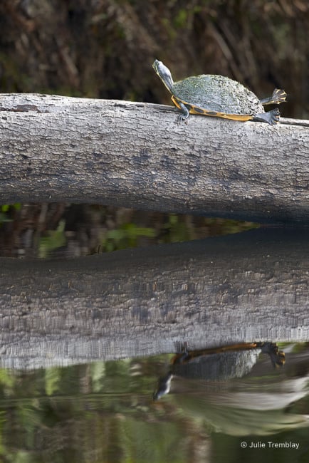 Most Popular/ stock items Turtle