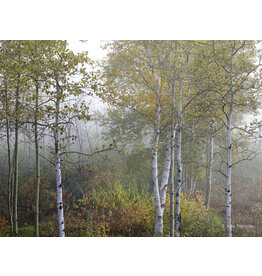 Most Popular/ stock items Foliage