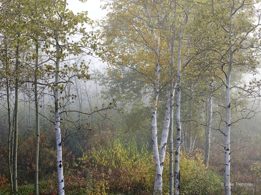 Most Popular/ stock items Foliage