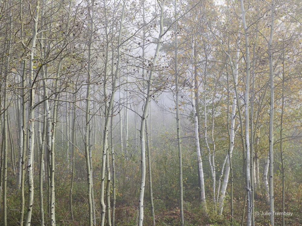 Limited Birch