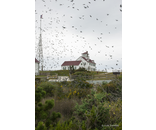 Bird Migration.