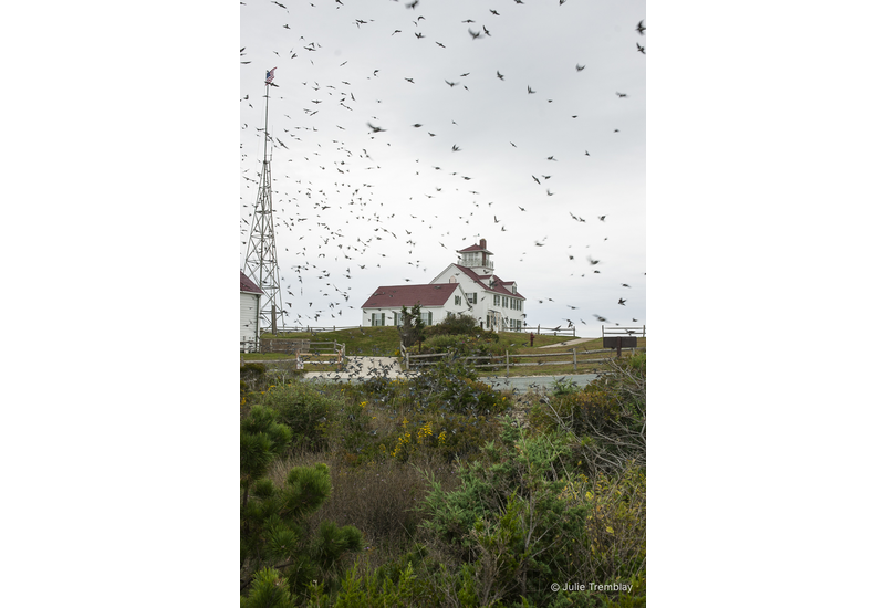 Bird Migration.