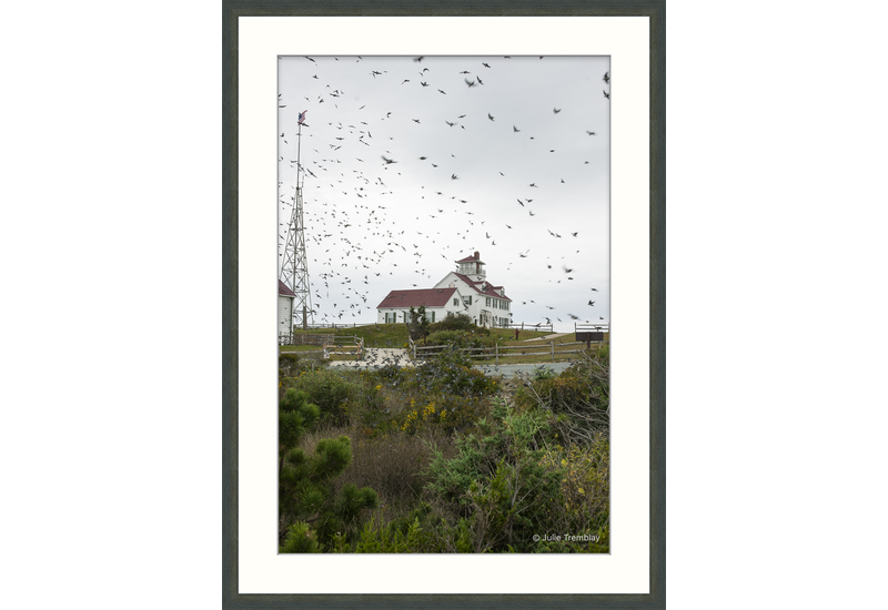 Bird Migration.