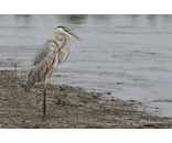 Blue Heron