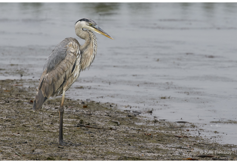 Blue Heron