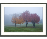 Fall Fog