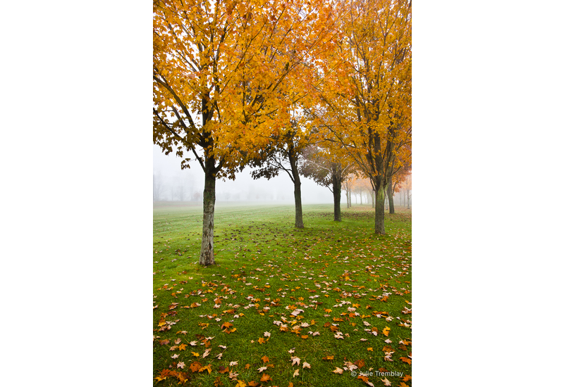 Fall