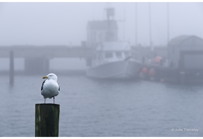 Harbor Gull