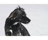 Sadie Profile