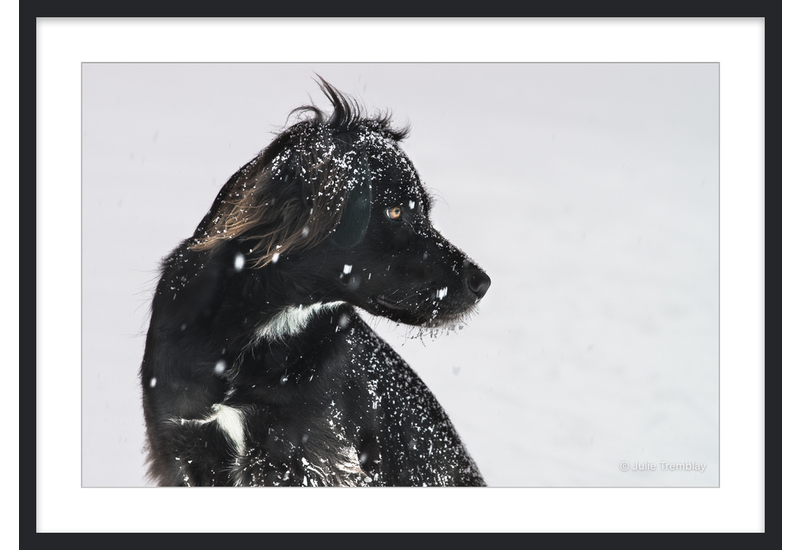 Sadie Profile