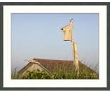 Thalassa Swallow
