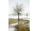 Tree Fog