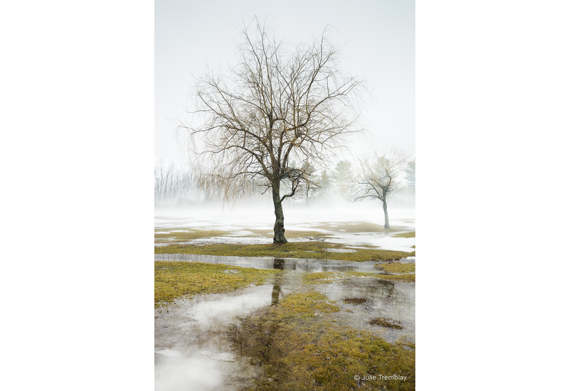 Tree Fog