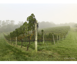 Vineyard