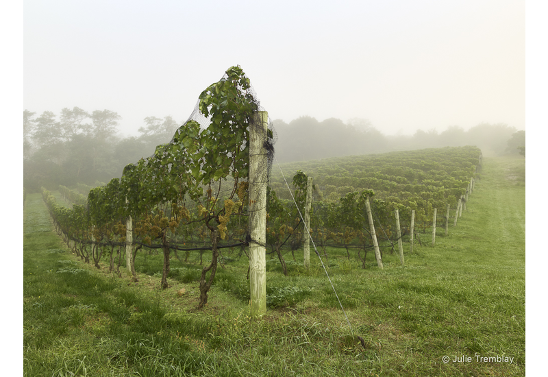 Vineyard