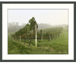 Vineyard
