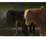 Wild Pony