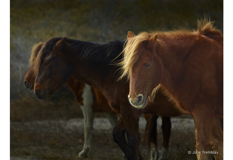 Wild Pony