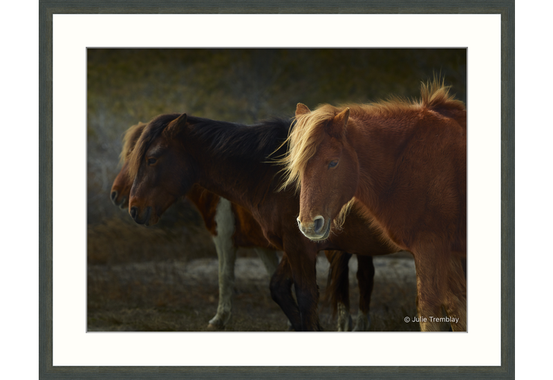 Wild Pony