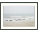 Most Popular/ stock items Sea Gulls Storm