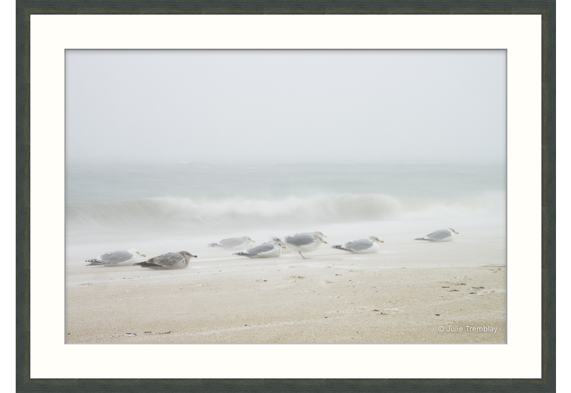Most Popular/ stock items Sea Gulls Storm
