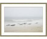 Most Popular/ stock items Sea Gulls Storm