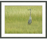 Juvenile Heron