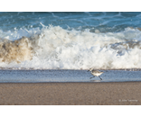 Most Popular/ stock items Sanderling