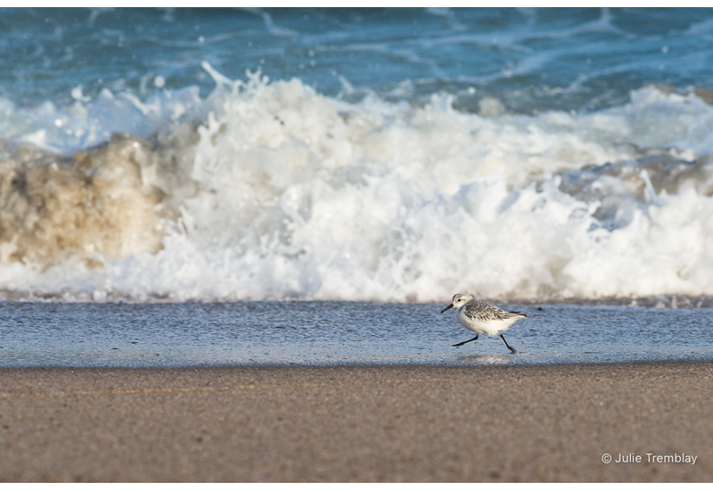 Most Popular/ stock items Sanderling