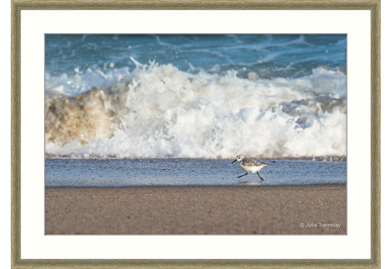 Most Popular/ stock items Sanderling