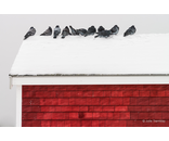 Most Popular/ stock items Pigeons on Roof