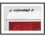 Most Popular/ stock items Pigeons on Roof