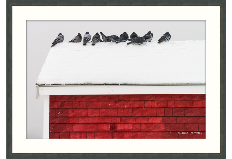 Most Popular/ stock items Pigeons on Roof