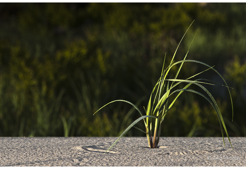 Dune Grass 2