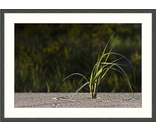 Dune Grass 2
