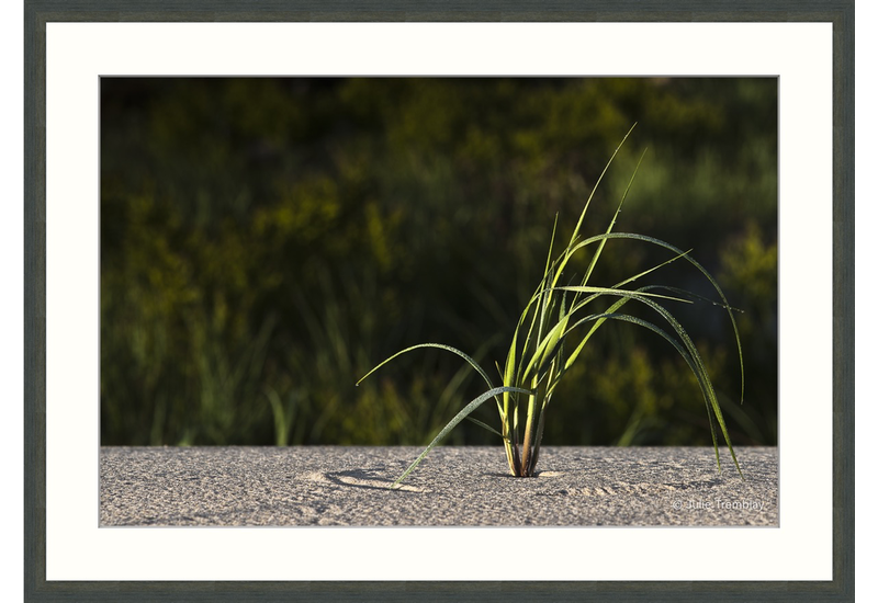 Dune Grass 2