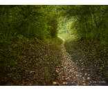 Most Popular/ stock items Woods Path