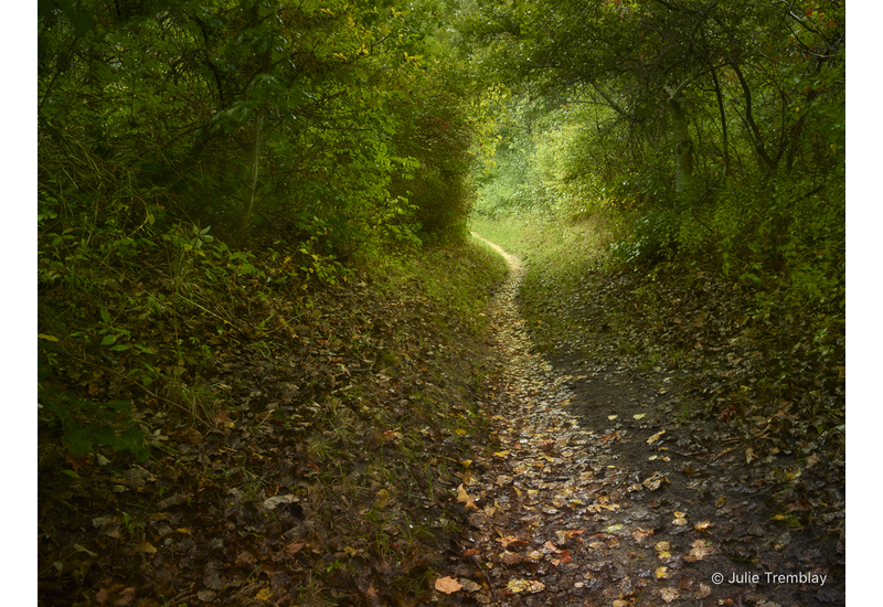 Most Popular/ stock items Woods Path