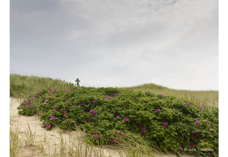 Dune Roses Swallow