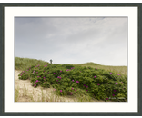 Dune Roses Swallow