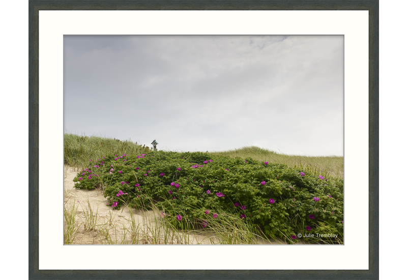 Dune Roses Swallow