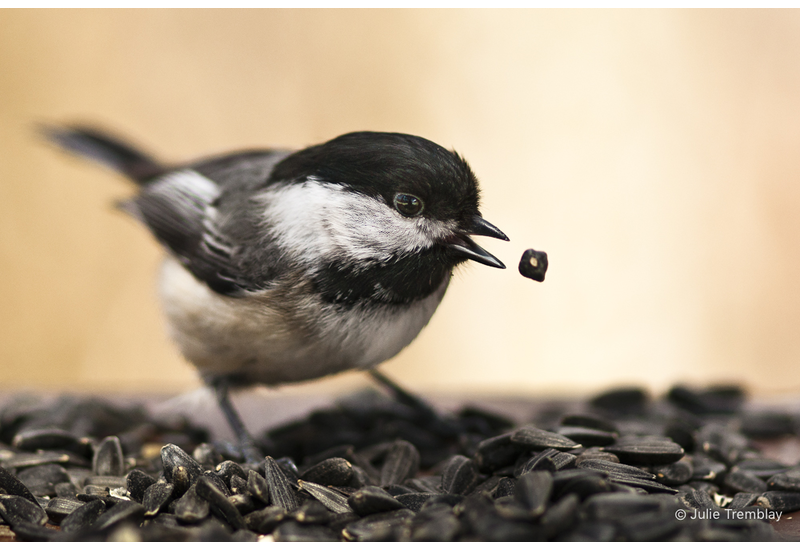 Chickadee