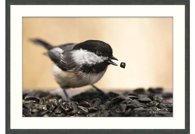 Chickadee