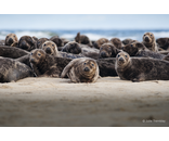Seal Group 2